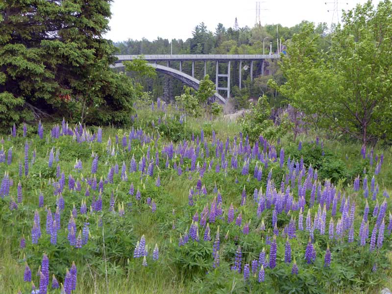 Le pont en aluminium d'Arvida derrière les lupins